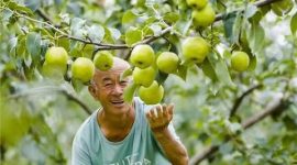 Photo shows a joyful farmer looking at a Yulu fragrant pear in Xi County of Shanxi Province, north China.